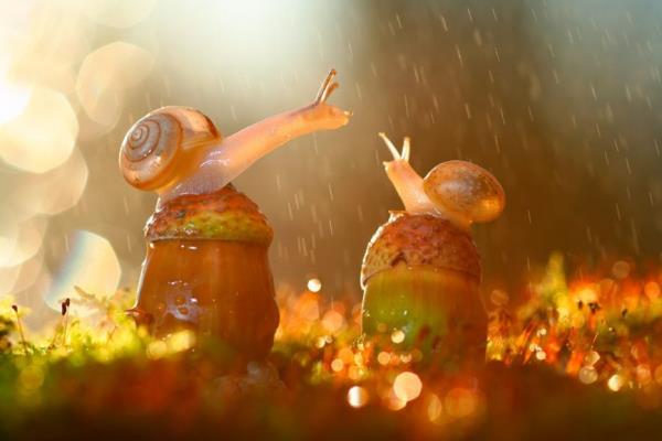 Makro fotoraflk genellikle kk canllar yakndan alma sanatdr.   <br> Bu fotoraflar makro fotoraflk genelinde en grkemli olanlardr</br>