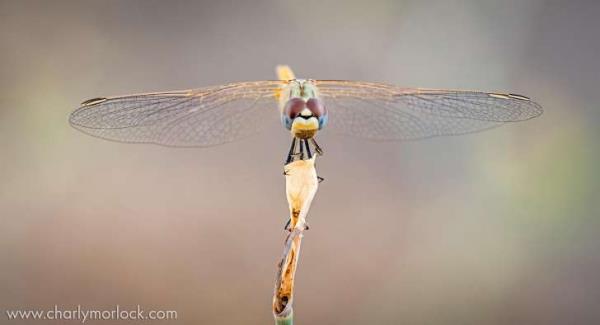 Kaynak: news. distractify.com