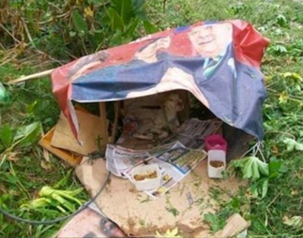 Sokakta yaral, a ve kimsesiz bir ekilde yaayan kpei sahiplenerek onu mutlu eden bu adam