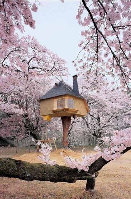 <br><b>Yamanashi, Japonya</b></br>  'Teahouse Tetsu' kiraz iekleri arasnda dinlenmek iin harika bir yer gibi grnyor.