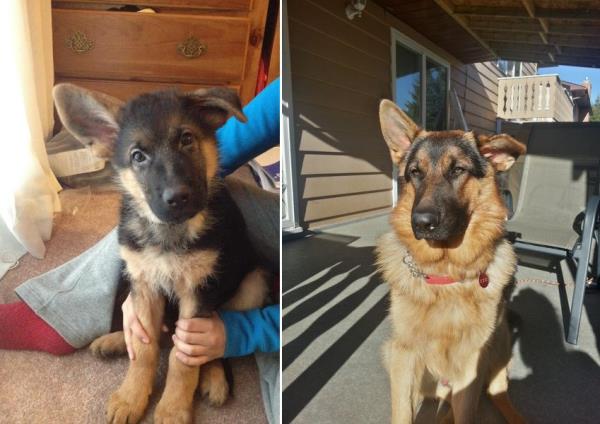 Genelde kpekler yalandka kulaklar da geriye doru kvrlmaya balar