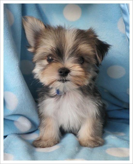 Bazen sa kulaklarn yukarda tutarlar.