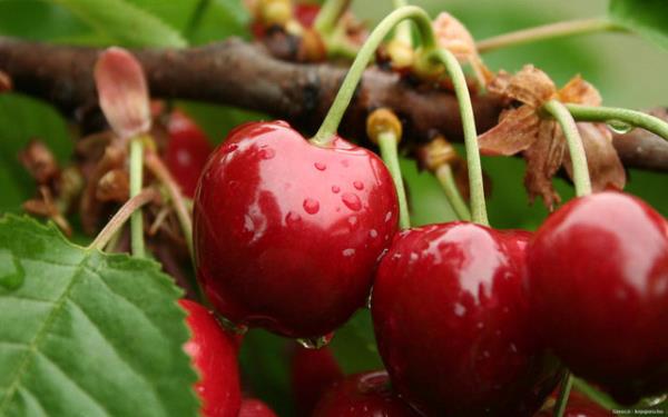 Vcudumuzu toksinlerden arndran kirazn dier faydalarn Prof. Dr. Mocan yle sralyor: