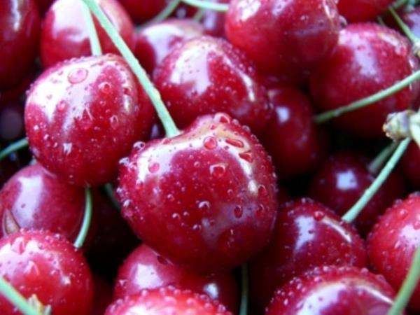 erdii antioksidanlar sayesinde kansere kar koruyucudur.