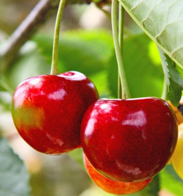 Her gn bir avu kiraz yiyin.