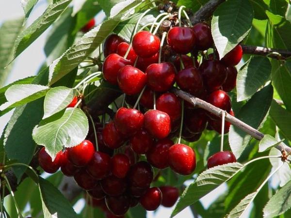 kan damarlarmzn saln korur.