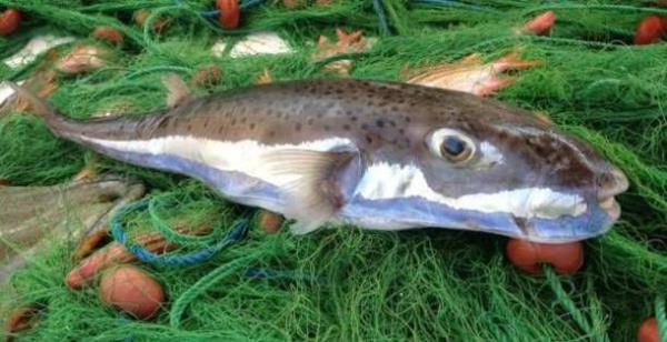 lm, genellikle baln tketilmesinden sonra 6- 24 saat ierisinde gzlenmektedir. 17 dakika sonrasnda lmn gerekletii vakalar da grlmtr.