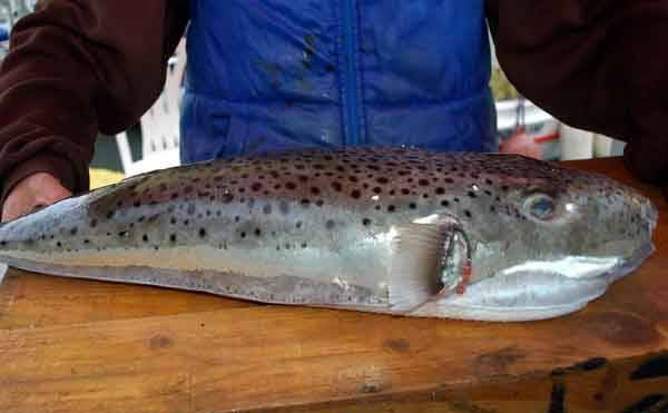 Bu toksin iin minimum letal doz, 50 kg bir insan iin 2 mg'dr. Toksinin vcuttan atlmas iin belirli bir tedavi yoktur. Herhangi bir antidot (panzehir) ya da antitoksin de bulunmamaktadr.