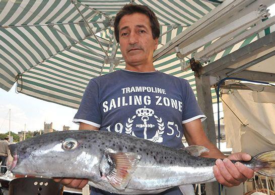 Trn, kanser hastalarnda etkili bir ar kesici olarak kullanlabilecei yaplan almalarda gsterilmitir. Sodyum kanallarn hzl bir ekilde bloke ettii iin kardiyak aritmi, migren, romatizma, nevralji, eroin yoksunluu tedavilerinde kullanlabilirlii kantlanmtr.