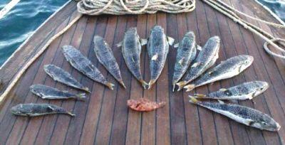 Balklardan gelen ikayetler gz nne alnarak son zamanda Akdeniz ve Ege sularnda saylar giderek artan balon bal konusunda bir ok aratrmann yapld belirten Yrd. Do. Dr. nci Tney unlar syledi: