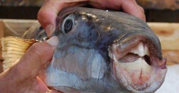 Yaplan bir aratrma sonuuna gre balon balnn 2011- 2012 yl iinde balklara verdii zararn yaklak 6 milyon lira olduunu saptamtr.