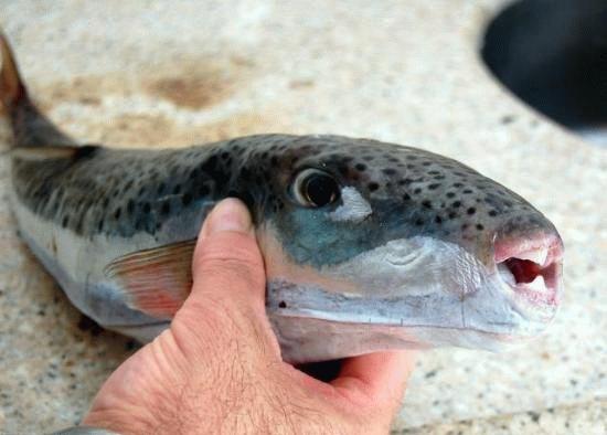 Bu trlerin hepsi Trkiye kylarnda da tespit edilmitir. Bu trlerden en tehlikeli olarak bilineni, ilk kayd 2003 ylnda Ege niversitesi'nden akademisyenlerce Gkova'dan verilmi Lagocephalus Sceleratus'tur.