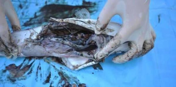 Bu tr, ekosistem ve balklk zerindeki olumsuz etkilerinin yansra ierdii tetrodotoksin nedeniyle salk asndan da olumsuz etkilere sahiptir. Balklarn 'Denizin eytan' olarak isimlendirdikleri L. Sceleratus'un 200 gram etinin tketilmesinin insanlarda lmcl olduu bilinmektedir.