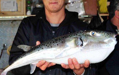 Ege niversitesi Fen Fakltesi Biyoloji Blm Hidrobiyoloji Anabilim Dal retim yesi ve Akdeniz Koruma Dernei Ynetim Kurulu yesi Yrd. Do. Dr. nci Tney, balklarn 'Denizin eytan' olarak isimlendirdikleri Balon Bal'nn 200 gram etinin tketilmesinin insanlarda lmcl olduunu belirtti.