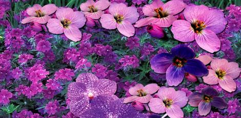 <br><b>MENEKE YAI:</b> Cilt hastalklar, egzama, dermatit ve uyuzda kullanlr. Mikrop krcdr, sa dklmesine kar etkilidir. Kuru salar nemlendirir. </br>  <br><b>KULLANILII:</b> Cilde masaj yaplarak saa friksiyon eklinde kullanlr.</br>