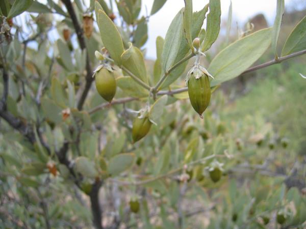<br><b>JOJOBA YAI:</b> Cildi yumuatr. izgileri ve krklklar azaltmak iin kullanlr. Kuru ciltleri nemlendirir. Akneleri giderir. Kuru ve krk salar besler parlaklk verir. Sa ekillendirici olarak kullanlr. </br>  <br><b>KULLANILII:</b> Salara friksiyon yntemi ile cilde masaj yaplarak kullanlabilir</br>