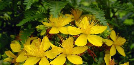 <br><b>KANTARON YAI:</b> Hazm kolaylatrc ve itah ac zelliklere sahiptir. Ate drc etkisi vardr. lser ve gastritte iyilemeyi hzlandrr. Yara ve yanklar iz brakmadan iyiletirir. </br>  <br><b>KULLANILII:</b> Gnde 2 defa le ve akam yemeklerinden nce 5-6 damla alnmaldr.</br>