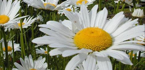 <br><b>PAPATYA YAI:</b> Duyarl ve problemli ciltler iin yaralar iyiletirici ve cildi besleyen zellie sahiptir. Bademcik ve di iltihabnda kullanlr </br>  <br><b>KULLANILII:</b> Bir fincan suya 4-5 damla damlatlarak gargara yaplr. Cilde masaj eklinde tatbik edilir.</br>  <br><b> UYARI:</b> ilmesi sakncaldr.</br>