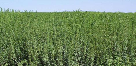 <br><b>KEKK YAI:</b> Bronit, nezle, grip, solunum yolu rahatszlklarna die eti iltihaplarna iyi gelir. Kurt drcdr. Alyuvar oluumunu arttrr. eker hastalna iyi gelir. Yara ve yanklara antiseptik olarak kullanlr. Romatizmaya iyi gelir. </br>  <br><b>KULLANILII:</b> 2-3 damla yarm fincan suya katlarak veya eker zerine damlatlarak kullanlr. Parmak ularyla masaj eklinde tatbik edilir. Fazlas sakncal.</br>