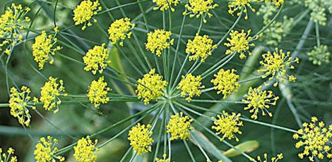 <br><b>REZENE YAI :</b> Midevi ikinlik, hazmszlk rahatszlklarn giderir. Gaz sktrc ve anne stn arttrc etkisi vardr. Yara iyiletirici zellie sahiptir. Cildi besler ve przleri giderir </br>  <br><b>KULLANILII:</b> Dahilen bir fincan suya 5 damla damlatlarak iilir. Haricen yara zerine srlr.</br>