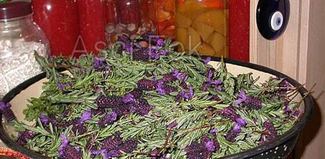 <br><b>KARABA YAI:</b> Damar sertliine kolestrol ve ekere faydaldr. Uykusuzluu giderir. Balgam sker zindelik verir, egzama yaralarna iyi gelir. Sivrisinek kovucudur </br>  <br><b>KULLANILII:</b> Gnde 2&#146;er damla sabah akam yarm fincan suya damlatlarak kullanlr. Cilde srlr.</br>