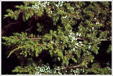 <br><b>ARDI YAI:</b> Kalp yetmezlii souk algnl ve romatizmal hastalklarda kullanlr. Burkulma ve arpma gibi kazalarda ar kesici ve hareket kabiliyetini artrc zellii vardr. Astm hastalarnda ve idrar tutamayan ocuklarda faydaldr </br>  <br><b>KULLANILII:</b> Bir ay barda suya 5 damla damlatlarak alnr. UYARI: Hamilelikte kullanlmamaldr. Fazla alnd taktirde bbrekleri tahri eder ve idrar yollarnda kanamaya sebep olur.</br>