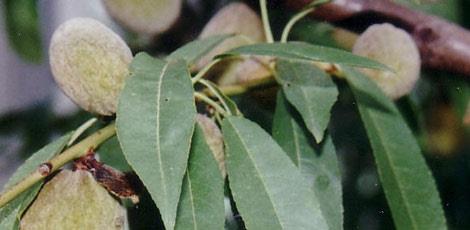 <br><b>TATLI BADEM YAI:</b> Kuru ve atlak ciltleri ok olumlu etkiler ve przlerini giderir. Ayrca sa besleyici olup dklmesini nler. Kabzlk giderici zellie sahiptir </br>  <br><b>KULLANILII:</b> Sa diplerine parmak ularyla friksiyon yaplr. Kabzlk iin gnde 1 ay ka iilir.</br>