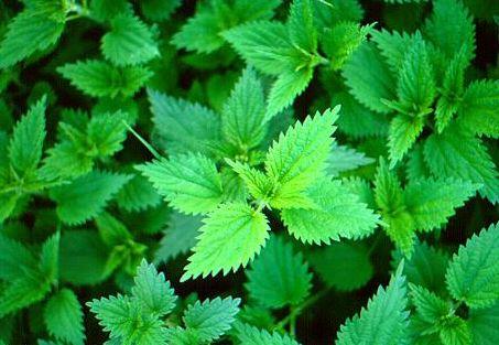 <br><b>ISIRGAN TOHUM YAI:</b> Sa dklmesinde, romatizmada, hcre yenileyici, kan temizleyici olarak, miyom kltc olarak kullanlr.</br>  <br><b> KULLANILII:</b> Bir fincan suya 5 damla damlatlarak gnde 2 defa kullanlr. Haricen cilde masaj yaplarak kullanlr. Sa diplerine friksiyon yaplr.</br>