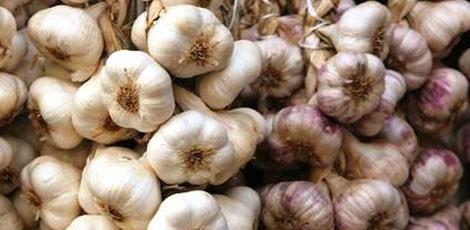 <br><b>SARIMSAK YAI :</b> Mikrop ldrcdr. Yksek tansiyonu drr. tah aar hazm kolaylatrr. Kabzl giderir. Kan temizler. Ayrca sa uzamasn salar, dklmesini nler, sakran hastalna iyi gelir. </br>  <br><b>KULLANILII:</b> Bir fincan suya, 4-5 damla damlatlarak gnde 3 defa iilir veya cilde masaj yaplr.</br>