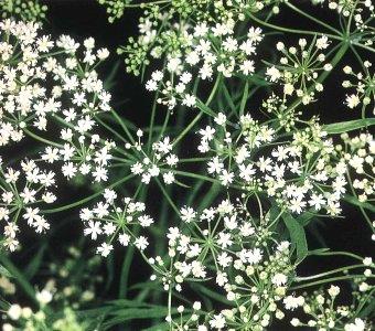 <br><b>ANASON YAI:</b> Bebeklerde gaz giderici, mide gaz giderici, ter kesici ve idrar arttrc etkileri vardr. Astm ve bayanlarda adet dzensizliklerinde hormon dengelenmesinde kullanlr. </br>  <br><b>KULLANILII:</b> 2-10 Damla bir eker paras zerine damlatlarak veya bir fincan suya 4-5 damla damlatlarak gnde 3 defa kullanlr. </br>  <br><b>UYARI:</b> Daha yksek miktarda alnd zaman hafif bir sarholuk sonra uyku meydana getirir.</br>