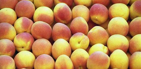 <br><b>KAYISI YAI :</b> Akneleri temizler. Yalanma ile ortaya kan krklklar giderir. Nemlendirici zellie sahiptir. Parazit problemlerinde kullanlr. </br>  <br><b>UYARI:</b> Kays ya cilde srdkten sonra gnee klmamaldr, ters etki yapar.</br>