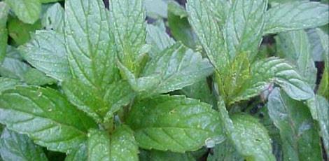 <br><b>NANE YAI:</b> Mide bulantsn keser. Hazm kolaylatrr. Gaz sktrcdr. Ba arlarna iyi gelir. Sellit tedavisinde kullanlr. Anne stn arttrr. </br>  <br><b>KULLANILII:</b> Gnde 3 defa bir eker paras zerine 2-3 damla damlatlarak iilir. Haricen cilde masaj yaplarak srlr. Fazla miktarda kullanlmas sakncaldr.</br>