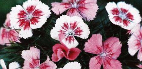 <br><b>KARANFL YAI:</b> Az ve mide kokularn giderir. Sinirleri uyuturur, antiseptik ve ar kesici olarak kullanlr. Di arlarnda etkilidir. Dieti ekilmesi ve iltihaplarnda faydaldr. Haere kovucudur </br>  <br><b>KULLANILII:</b> 1 fincan suya 2 damla damlatlarak iilir. Di arlarnda pamuk zerine damlatlarak di zerine tatbik edilir.</br>