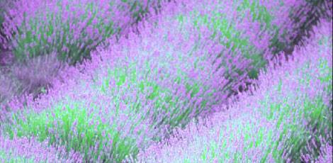 <br><b>LAVANTA YAI:</b> drar arttrc ve romatizma arlar dindirici etkileri vardr. Ba ars stres ve kas arlar iin iyi gelir ayrca gve ve sivrisinekleri uzaklatrmak iin kullanlr. Akneleri ve vcuttaki kt kokular giderir. Cilde srldnde atei drr. Sataki sirkeleri gidericidir. </br>  <br><b>KULLANILII:</b> Bir ay barda suya veya bir eker paras zerine 3-4 damla damlatlarak alnr. Ayrca cilde masaj yaplarak kullanlr.</br>