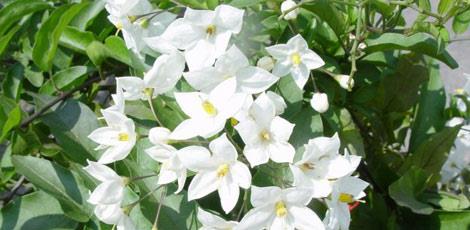 <br><b>YASEMN YAI :</b> Romatizma arlarnda, cilt besleyici temizleyici ve sellit giderici olarak kullanlr. </br>  <br><b>KULLANILII:</b> Cilde masaj eklinde uygulanr.</br>