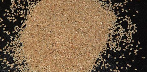 <br><b>SUSAM YAI:</b> Dahilen mshil, haricen ise zellikle kuru ciltlere kirpik, ka ve salara rahatlkla kullanlr. eker hastalnda da kullanlmaktadr. Yanklarda iyiletirme zellii vardr. </br>  <br><b>KULLANILII:</b> Her sabah a karnna bir ay ka iilir. Mshil olarak ta bir ay ka alnr. Cilde ve saa masaj eklinde uygulanr</br>