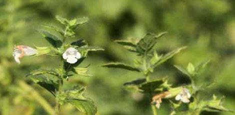 <br><b>MELSSA YAI:</b> Yattrc, gaz sktrc terletici ve antiseptik etkilere sahiptir. Ba ars ve migrende souk algnlnda , kas arlarnda faydaldr. Mide lserine iyi gelir. Beyin damarlarn aar cilt temizliinde cildi gzelletirir </br>  <br><b>KULLANILII:</b> Gnde 2-3 damla bir eker paras zerine damlatlarak alnr.</br>