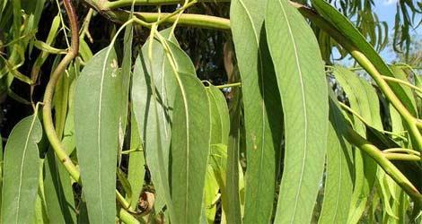 <br><b>OKALPTS YAI:</b> Kabzlk, ksrk, sinzit, eker hastal, romatizma ve sellite etkilidir. </br>  <br><b>KULLANILII:</b> Bir fincan suya 5 damla damlatlarak balla tatlandrlp iilir ya da masaj yaplr.</br>