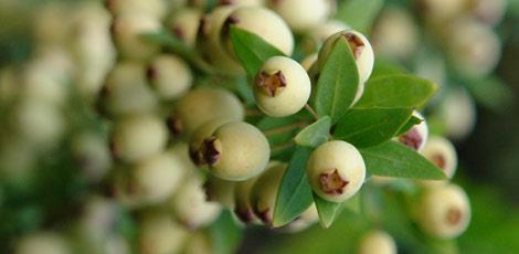 <br><b>MERSN YAI:</b> Yal tahri olmu ve iltihapl ciltler iin kullanlr. Hemoroid tedavisinde ve eker hastalna karn etkilidir. Nefes ac zellie sahiptir. Gerginlie ve uykusuzlua iyi gelir. Adale kuvvetlendirici ve spor sakatlklarnda masaj iin ok uygundur </br>  <br><b>KULLANILII:</b> Dahilen gnde 1 fincan suya 5 damla damlatlarak iilir. Haricen cilde masaj eklinde kullanlr.</br>