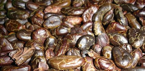 <br><b>KAKAO YAI:</b> Vcuttaki zehirli maddeleri dar atar. Bbrek iltihabn giderir. Besleyici, uyarc, itah ac ve kuvvet vericidir. Haricen basur kadnlarn gslerindeki yara ve atlaklar yumuatmak iin kullanlr. </br>  <br><b>KULLANILII:</b> Gnde 2-3 damla bir eker paras zerine damlatlarak veya yarm ay barda suya 2-3 damla damlatlarak alnr.</br>