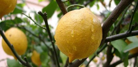 <br><b>LMON YAI:</b> Grip ve souk algnlna kar korur. Hafzay glendirir. Boaz ars mide yanmas kan temizleme ve bbrek tanda, badokusu hastalnda kas kuvvetlendirir. Di etini kuvvetlendirir. Sivilceleri giderir. </br>  <br><b>KULLANILII:</b> Balla tatlandrlm suya 2 er damla damlatlarak gnde 3 defa gargara yaplp yutularak kullanlr. Tonik olarak kullanmda bolca masaj yaplarak srlr.</br>