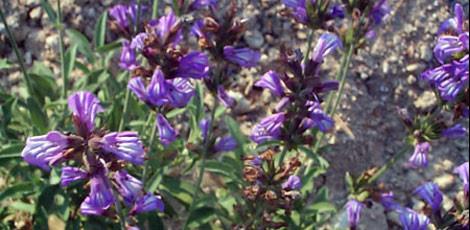 <br><b>ADAAYI YAI:</b> Bebeklerde gaz giderici, mide gaz giderici,ter kesici ve idrar arttrc etkileri vardr. Astm ve bayanlarda adet dzensizliklerinde etkili. Cilt bakm ve temizliinde kullanlr. On iki parmak barsandaki yaralara da faydaldr. </br>  <br><b>KULLANILII:</b> Bir ay barda suya 3 damla damlatlarak gnde 1 defa iilir. Yara zerine direkt tatbik edilebilir. </br>  <br><b>UYARI:</b> Gnde 3 damladan fazla iilmez. Fazla kullanm epilepsi ve krampa yol aabilir.</br>