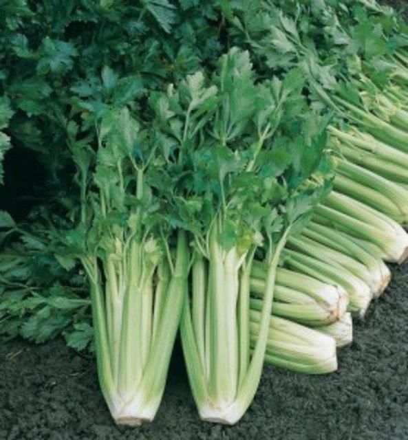 Sap kereviz, in lahanas ve Rhubarb (bizde yok) kemiklere benzer.