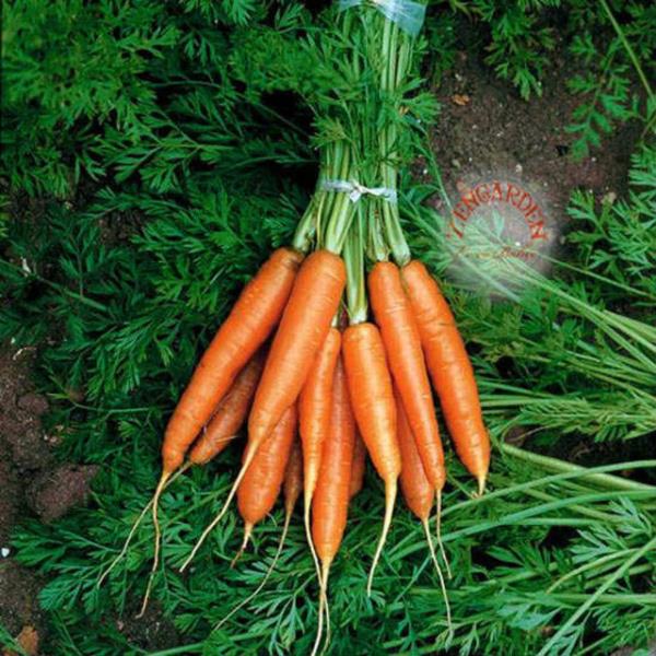 Bilimsel arastirmalar havucun gzlerin kan akisini ve islevini iyilestirdigini gstermitir.