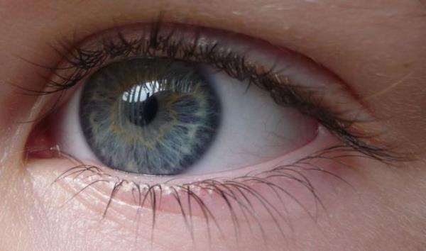 Kivi, antioksidanlar (E ve C vitamini) ve carotenoidlerce (beta caroten, lutein) zengindir.