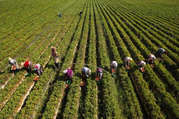 Fotoğrafçıların Gözünden 'Tarımda Kadın' - Foto Galeri - Memurlar.Net