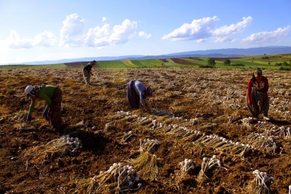 <p><b>Mansiyon Hakan ztrk BereketTV Ankara</b></p>    "Tarm'da Kadn" temal yarmada bu yl yzlerce renk yart, topran en merhametli emekileri esiz fotoraflarla lmszleti...