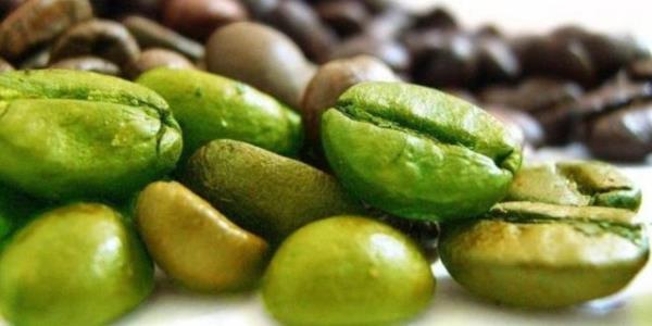 Bildiimiz kahvenin kavrulmam hali olan yeil kahve kstl sayda aratrmalara gre ya yakc zellii olan klorojenik asit sayesinde kilo vermeye yardmc oluyor, kan ekerin dengeliyor.