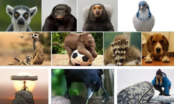 <p><b>Hayvanlar�n bili�sel becerileri nelerdir?</b></p>   Bu soruyu sorunca herhalde bir �ok ki�i zeki olan hayvanlar� d���n�yor. �rne�in, k�pek, ku�, maymun gibi. Ancak bilmedi�iniz bir �ok hayvan�n neler yapabildi�ini g�rd���n�zde �ok �a��racaks�n�z.