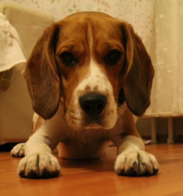 K�peklerle ilgili s�ylenmi� �ok s�fat var. Dost, koruyucu, oyuncu, bak�c�... Onlar her �eydirler. Ancak zeka s�ralamas� olarak ilk 5 s�ralamas�na Border Collie, Kani�, Alman �oban K�pe�i, Golden Retriever, Doberman cinsi k�pekler girmi�.